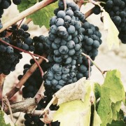 grapes